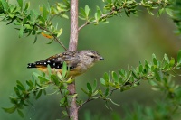 Pardalot teckovany - Pardalotus punctatus - Spotted Pardalote o5681
